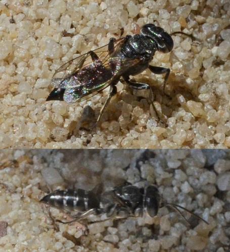 Tachysphex sp.